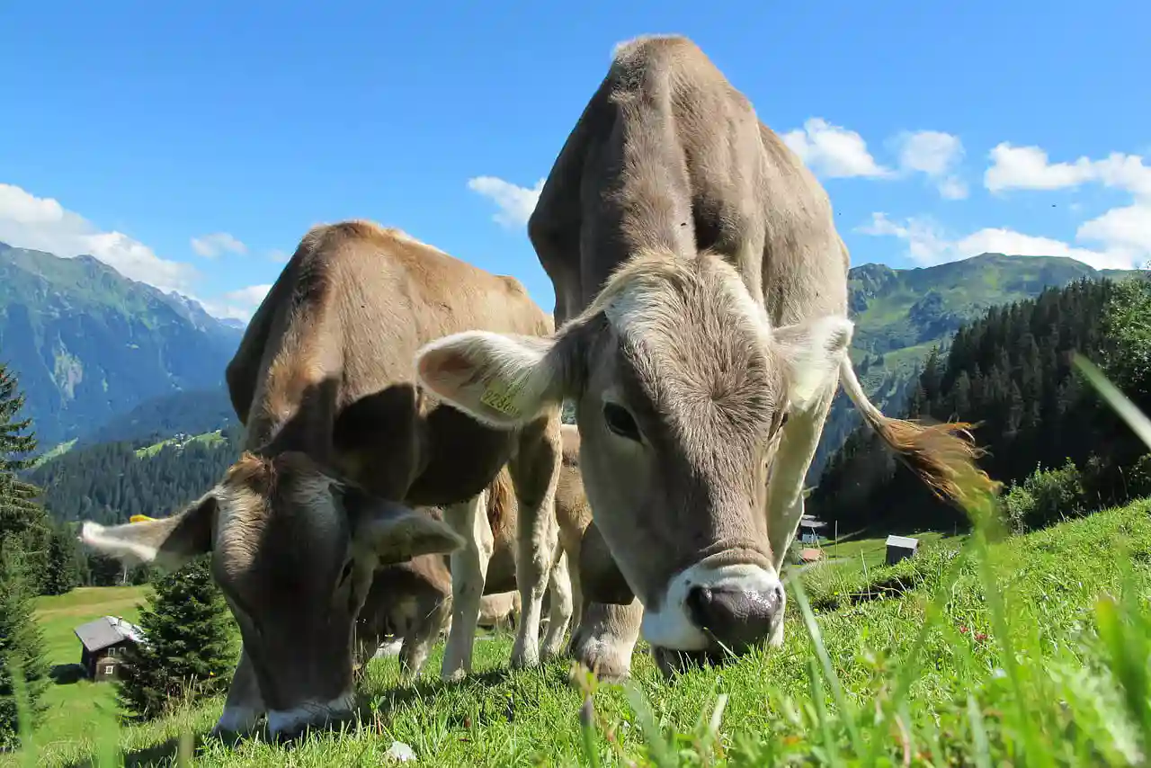 The Truth About Grass-Fed Beef