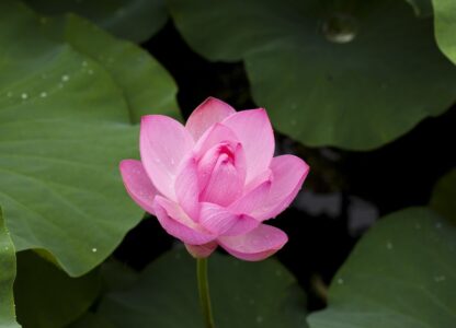 Finding Bliss in your Back Yard…or Balcony…or Park