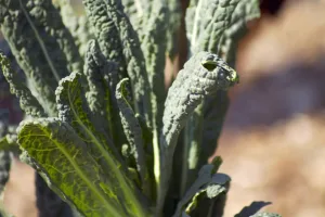 Kale: Why You Should Love It