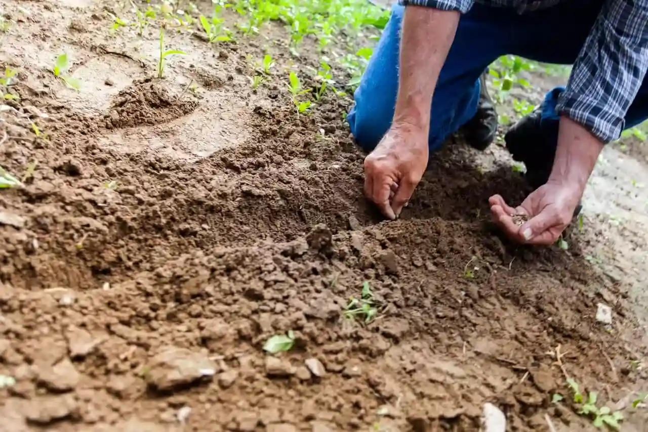 Gardening For Great Health: The Health Benefits of Diggin’ in the Dirt