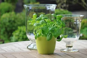 Growing Medicinal Herbs in Your Home Garden