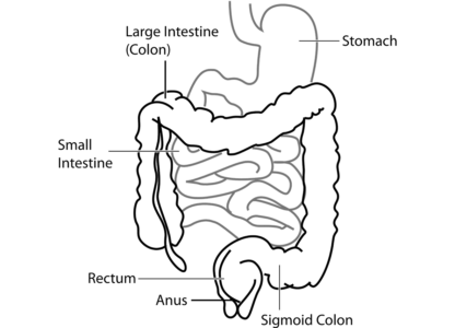 Probiotics: A Healthy Gut May Lead to a Healthy Mind