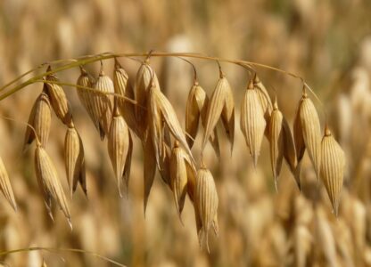 Breakfast Oat Scone Cake