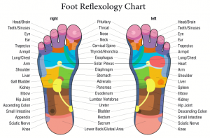 A diagram of foot reflexology