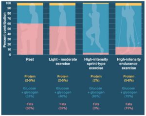 Glycogen gets used in different capacities depending on intensity of activity