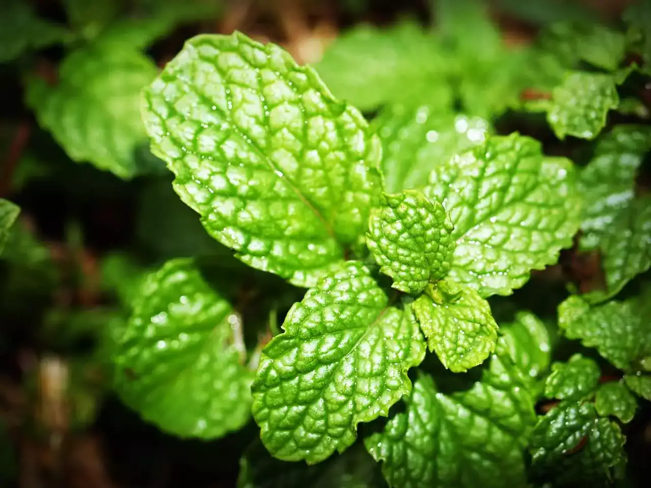 5 Things You May Not Know About Peppermint