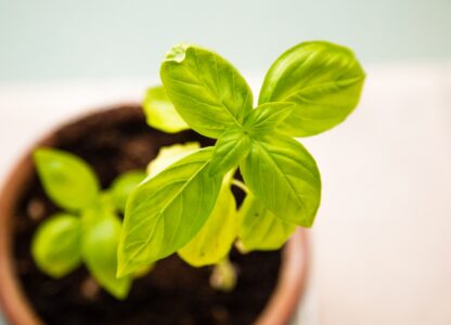 Summer Squash and Basil Pasta