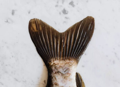 The basics of collagen