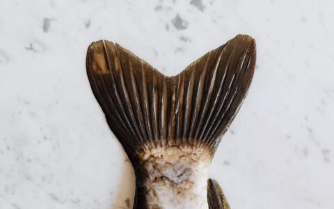 The Basics of Collagen