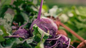 purple beets