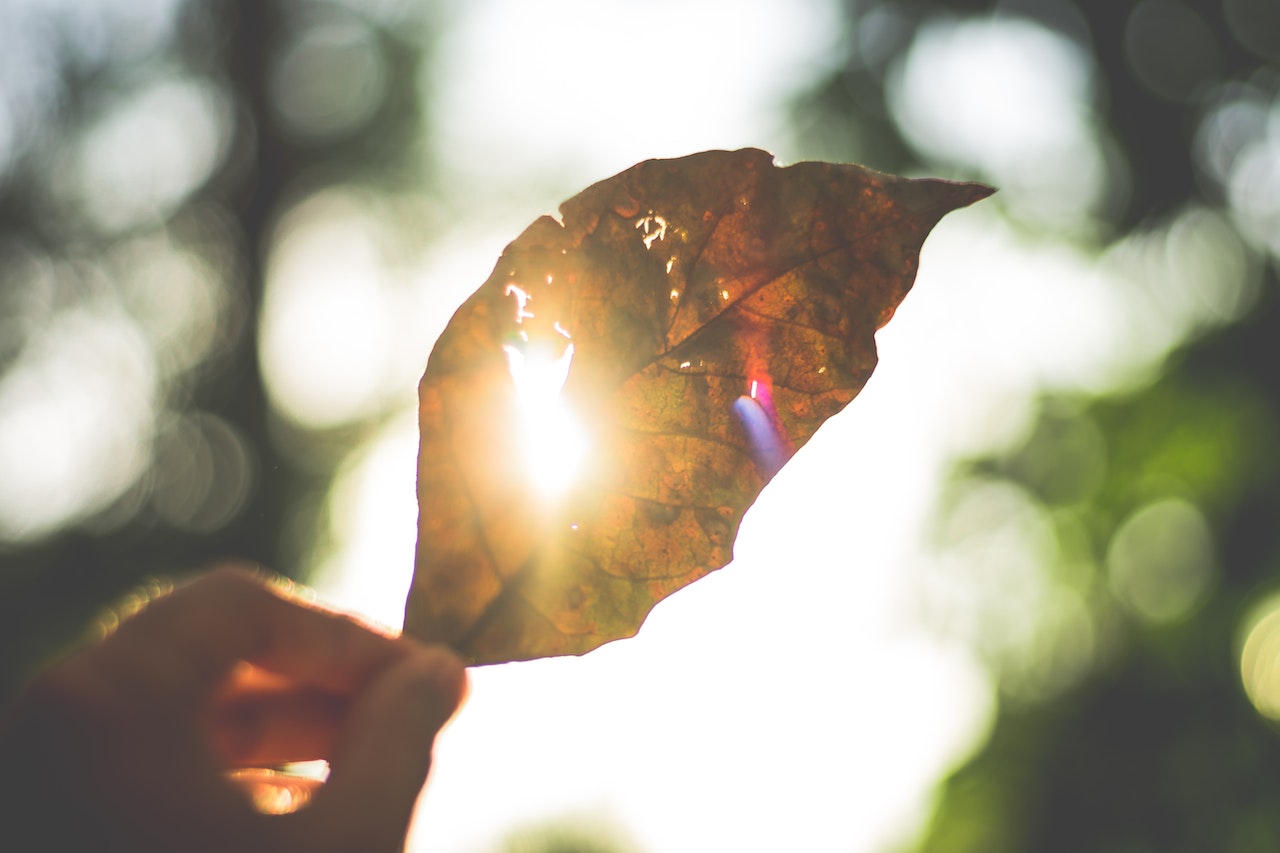 sun beaming through a leaf