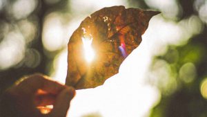 sunlight beaming through a leaf