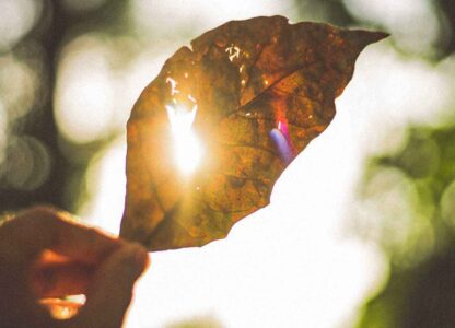 How vitamin D supports immune health