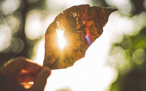 sunlight beaming through a leaf