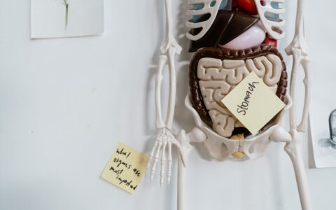 Human skeleton model hanging on wall, representing anatomy and digestive health