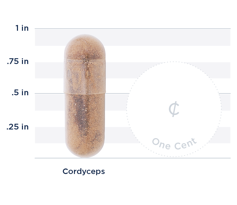 Cordyceps