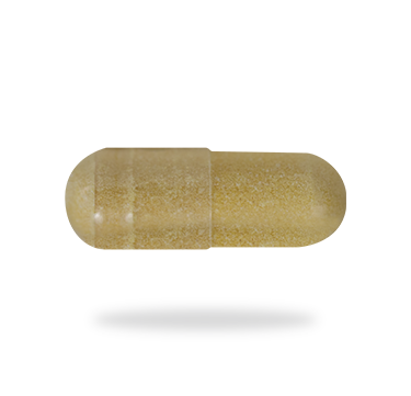 Ginger