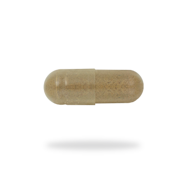 Ginkgo Biloba
