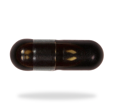 Fermented Ginseng