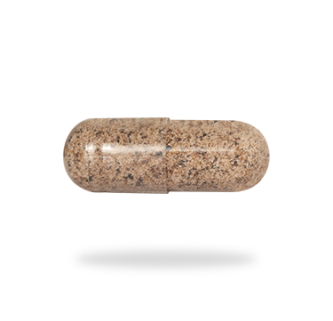 Cordyceps